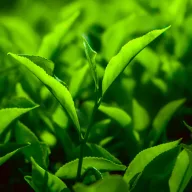 Martello Jázmin tea kapszula - Zöld tea jázminvirággal, 10 × 2,5 g - Martello kompatibilis
